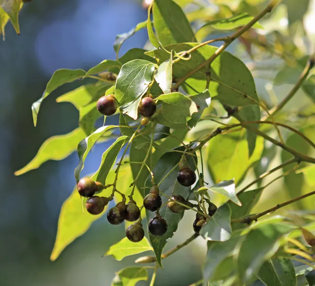 Cinnamomum camphora — katalog fotoğrafı