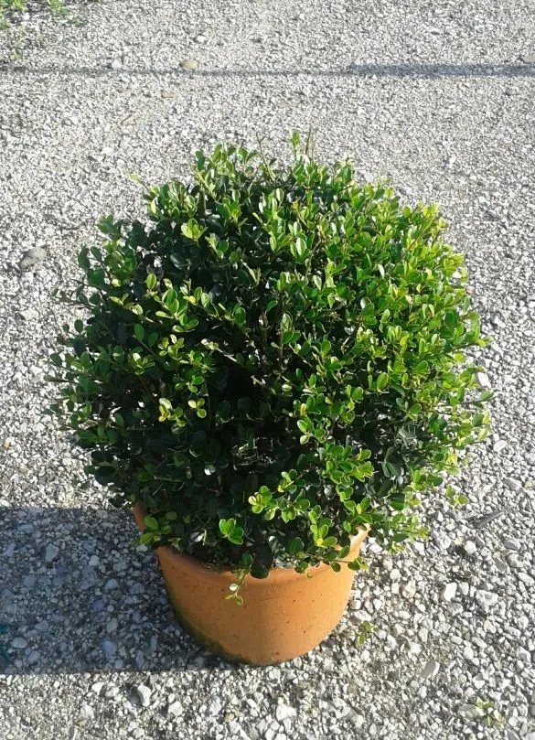 Ilex crenata ‘Green Hedge’ — katalog fotoğrafı
