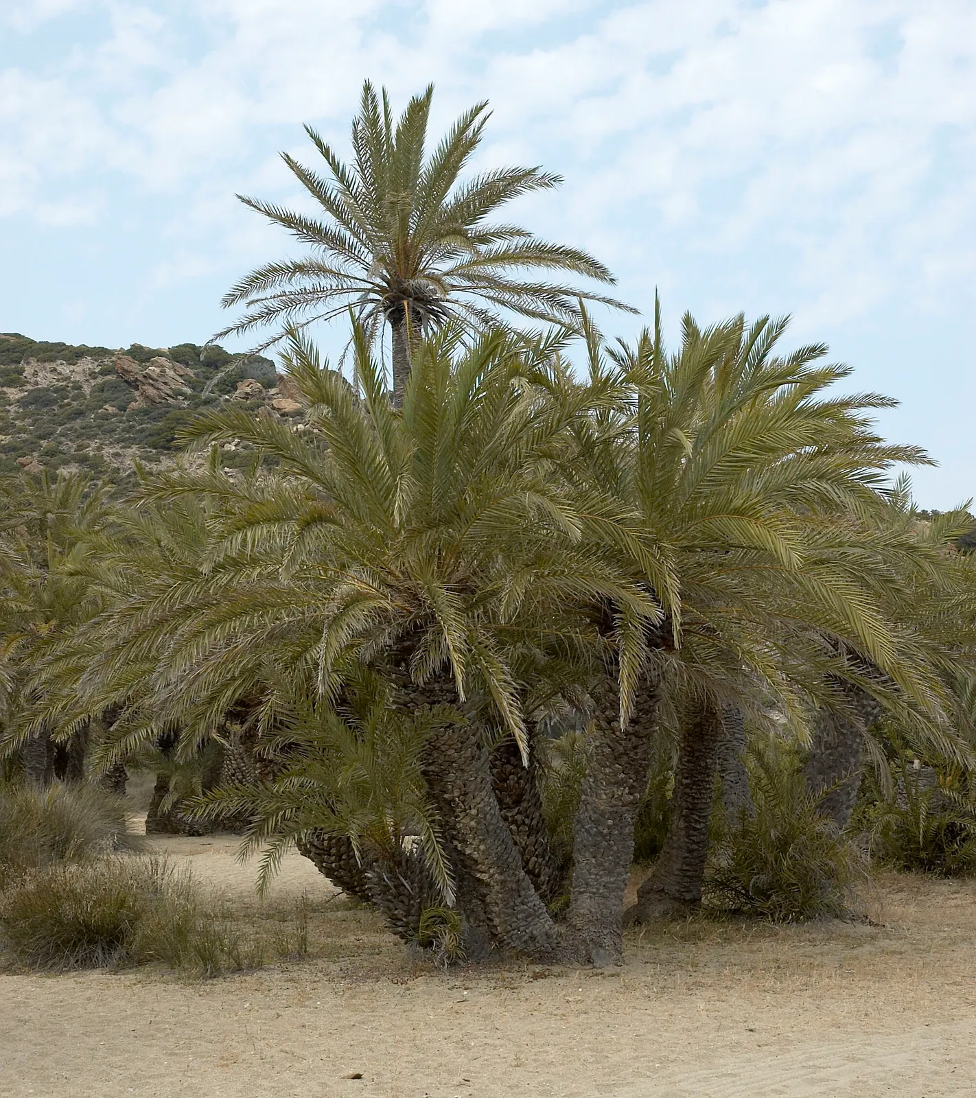 Phoenix theophrasti — katalog fotoğrafı