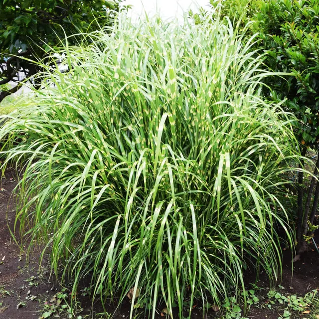 Miscanthus sinensis ‘Zebrinus’ — katalog fotoğrafı