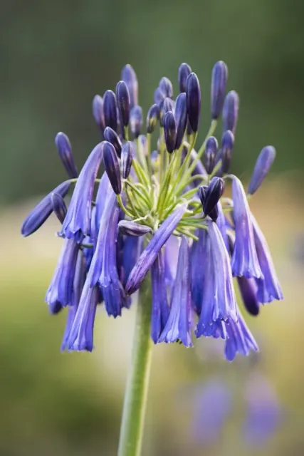Agapanthus İnapertus Subsp. intermedius — katalog fotoğrafı