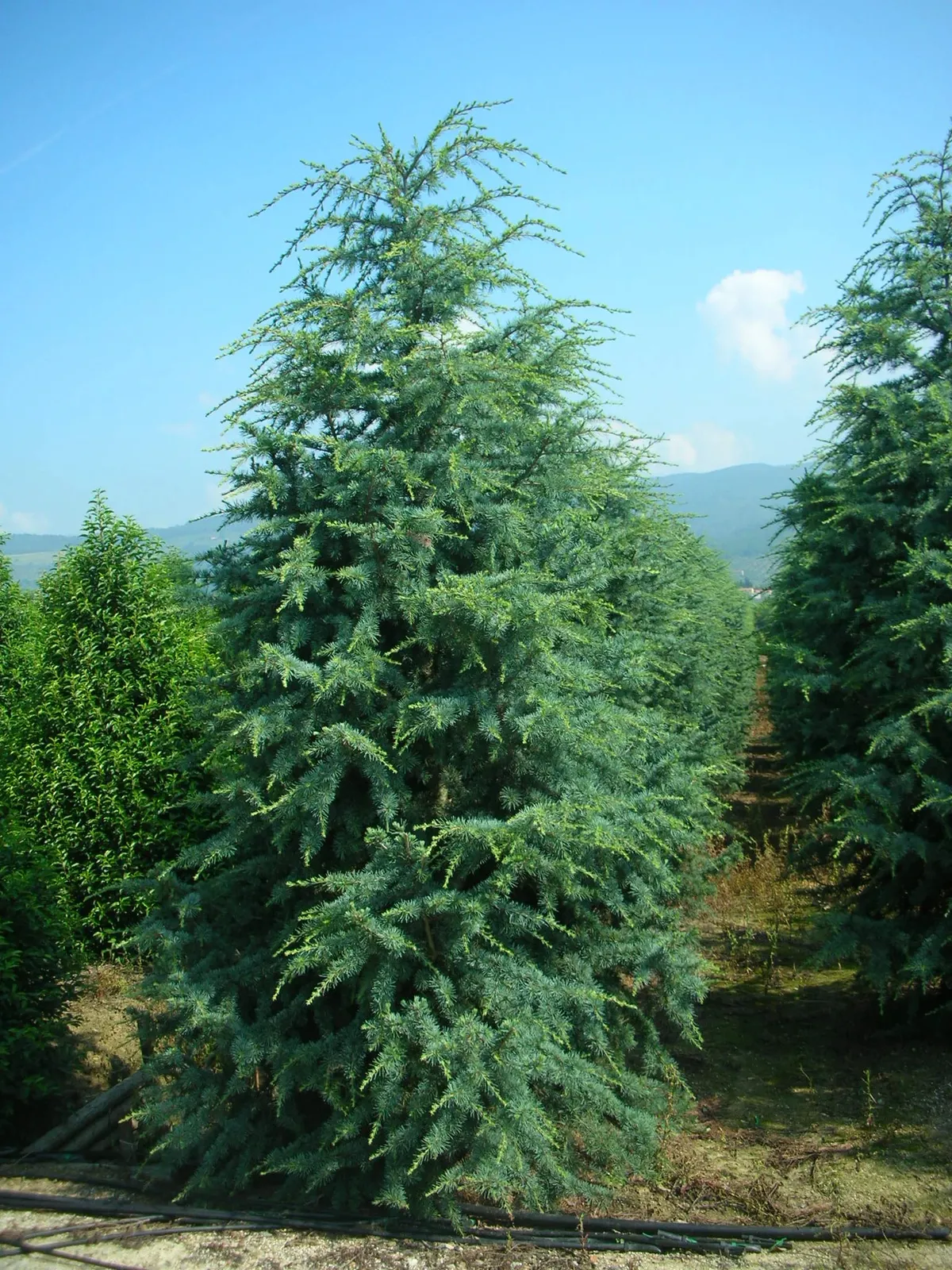 Cedrus deodara ‘Robusta Glauca’ — katalog fotoğrafı