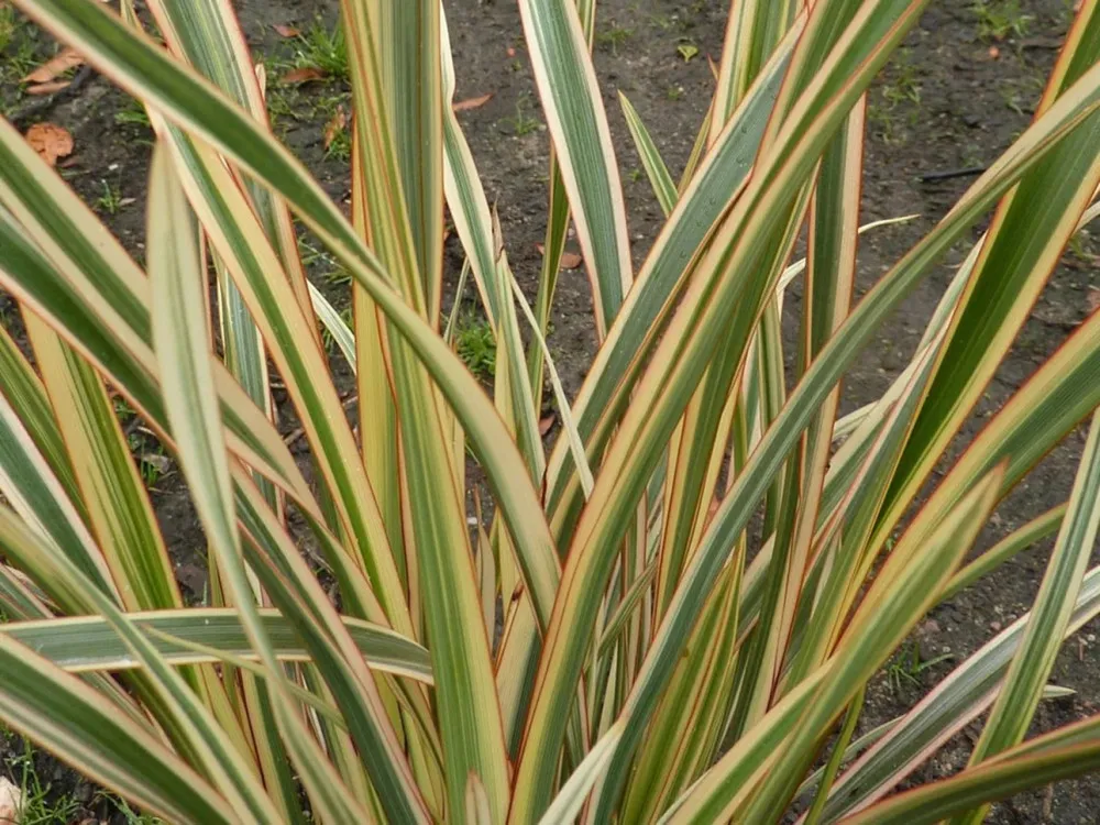 Phormium ‘Golden Ray’ — katalog fotoğrafı