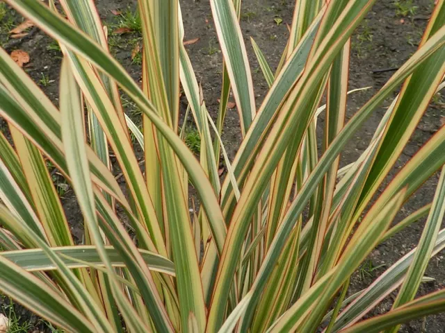 Phormium ‘Golden Ray’ — katalog fotoğrafı