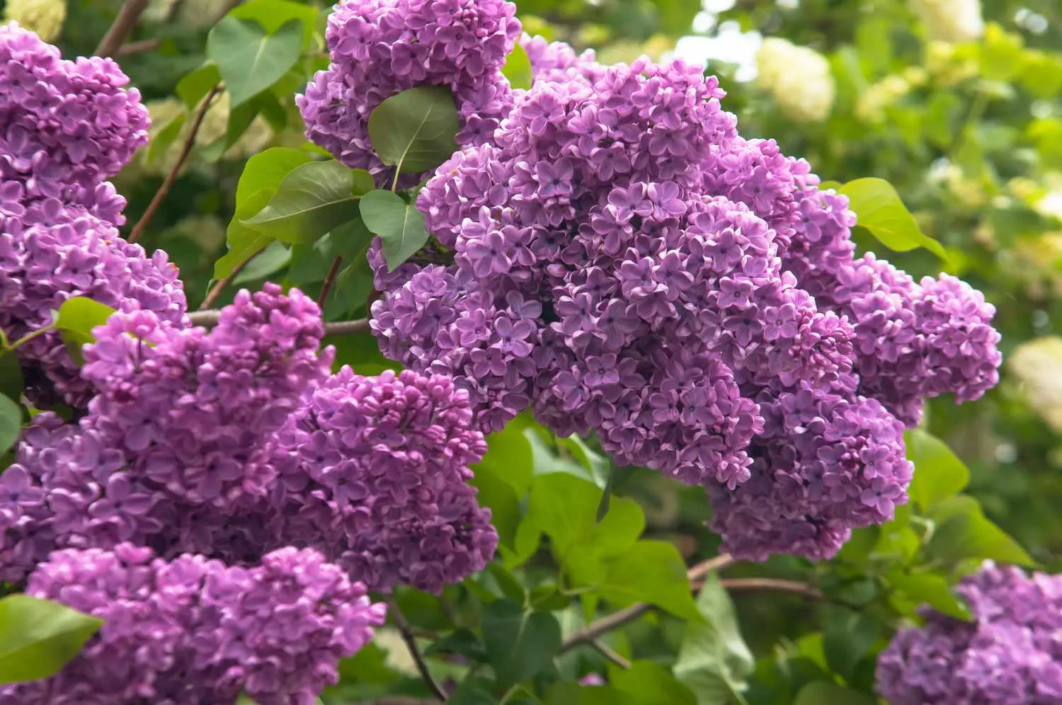Syringa vulgaris — katalog fotoğrafı