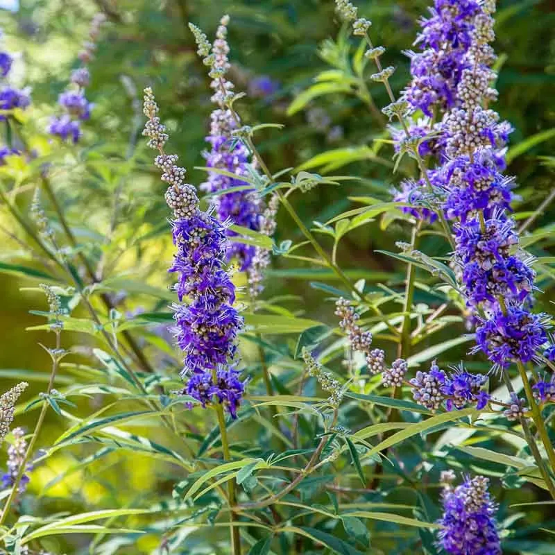 Vitex agnus-castus — katalog fotoğrafı