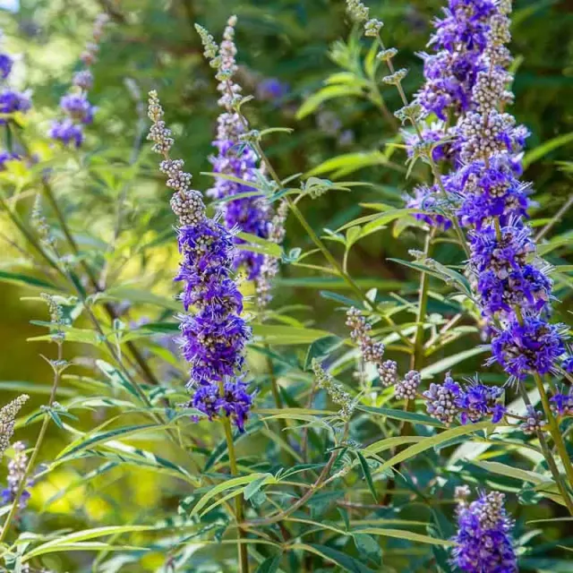Vitex agnus-castus — katalog fotoğrafı