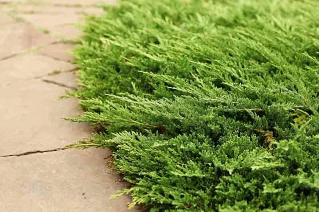 Juniperus horizontalis ‘Prince of Wales’ — katalog fotoğrafı