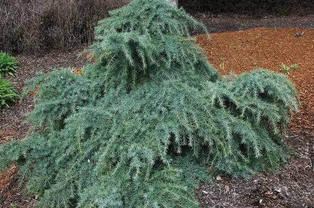 Cedrus deodara ‘Feelin Blue’ — katalog fotoğrafı