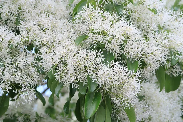 Chionanthus retusus — katalog fotoğrafı