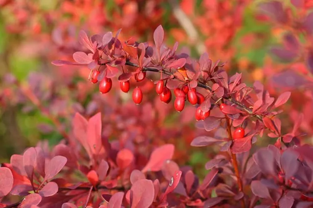 Berberis thunbergii ‘Atropurpurea’ — katalog fotoğrafı