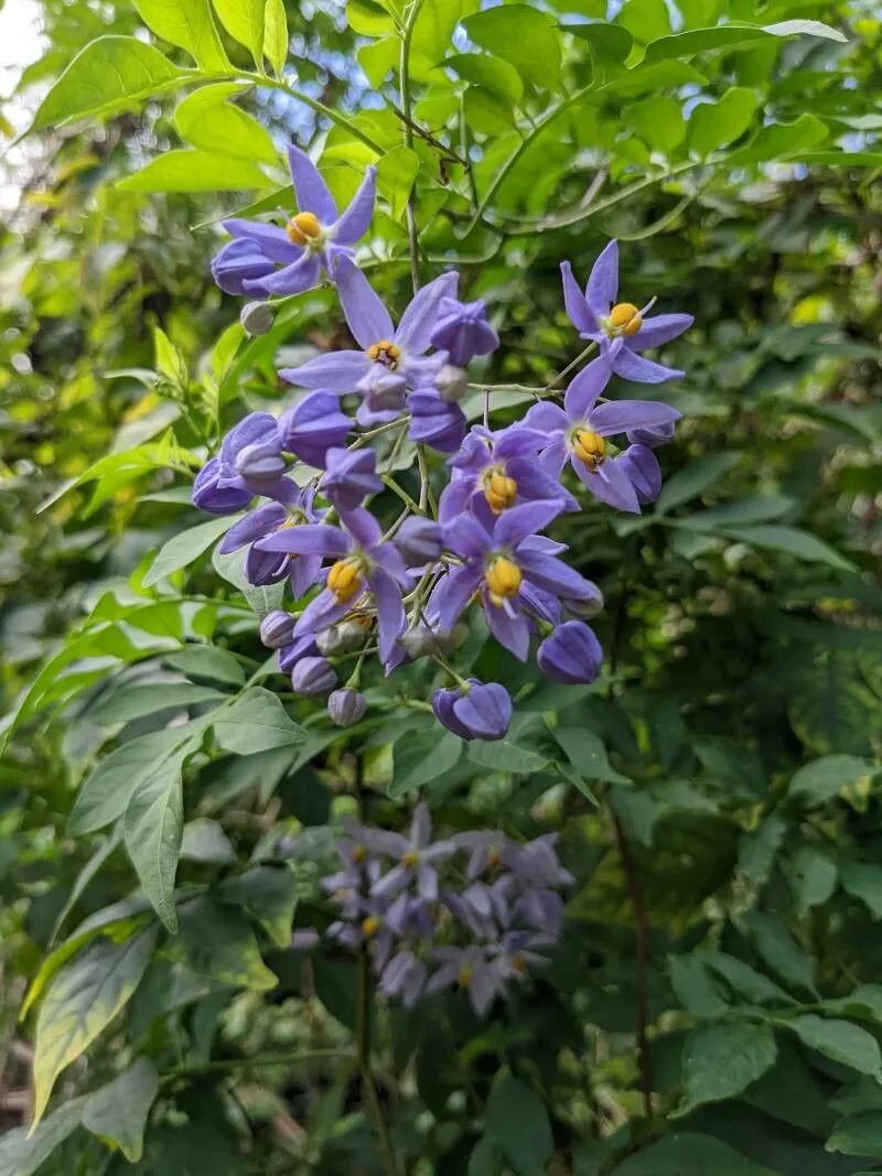 Solanum seaforthianum — katalog fotoğrafı