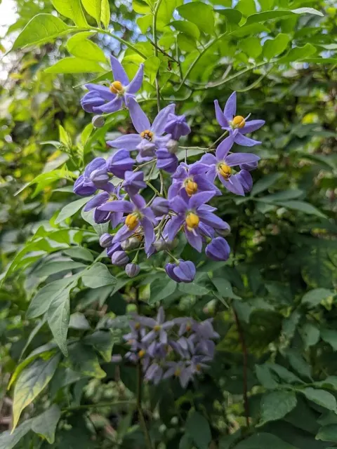 Solanum seaforthianum — katalog fotoğrafı