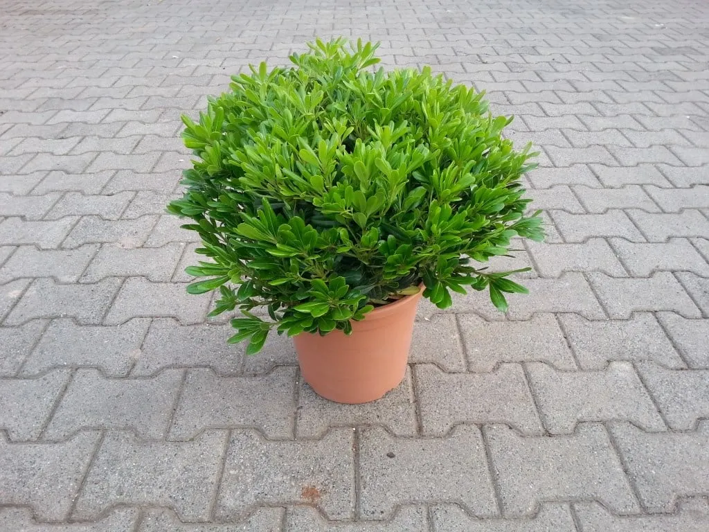 Pittosporum tobira ‘Nanum’ — katalog fotoğrafı
