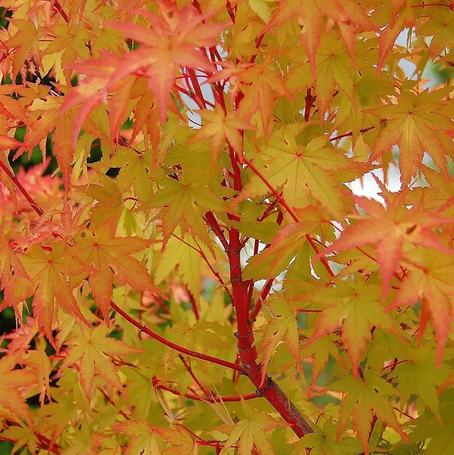 Acer palmatum ‘Sangokaku’ — katalog fotoğrafı