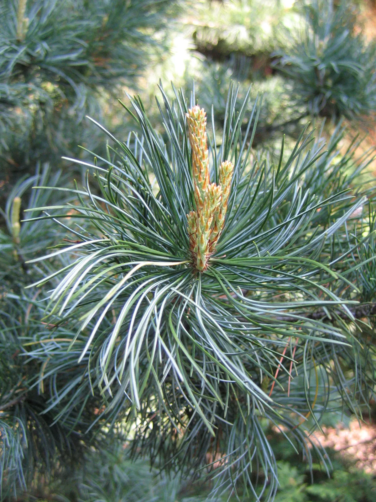 Pinus sylvestris ‘Glauca’ — katalog fotoğrafı