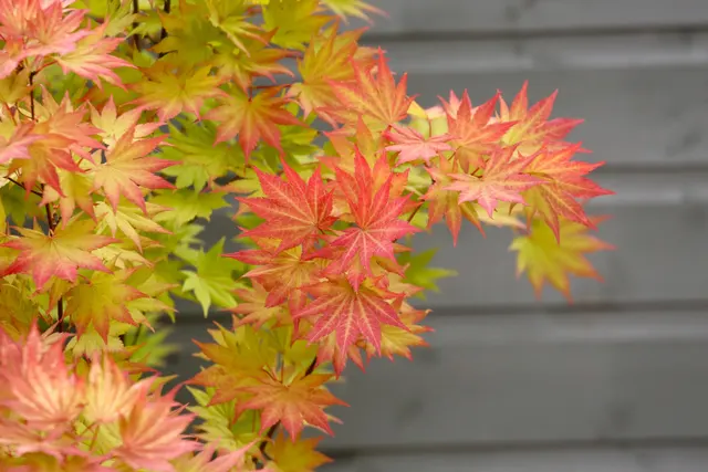 Acer shirasawanum ‘Jordan’ — katalog fotoğrafı