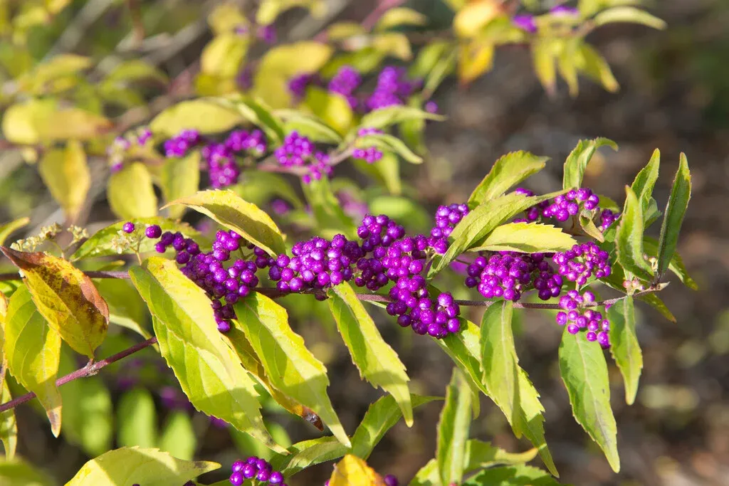 Callicarpa dichotoma ‘Issai’ — katalog fotoğrafı