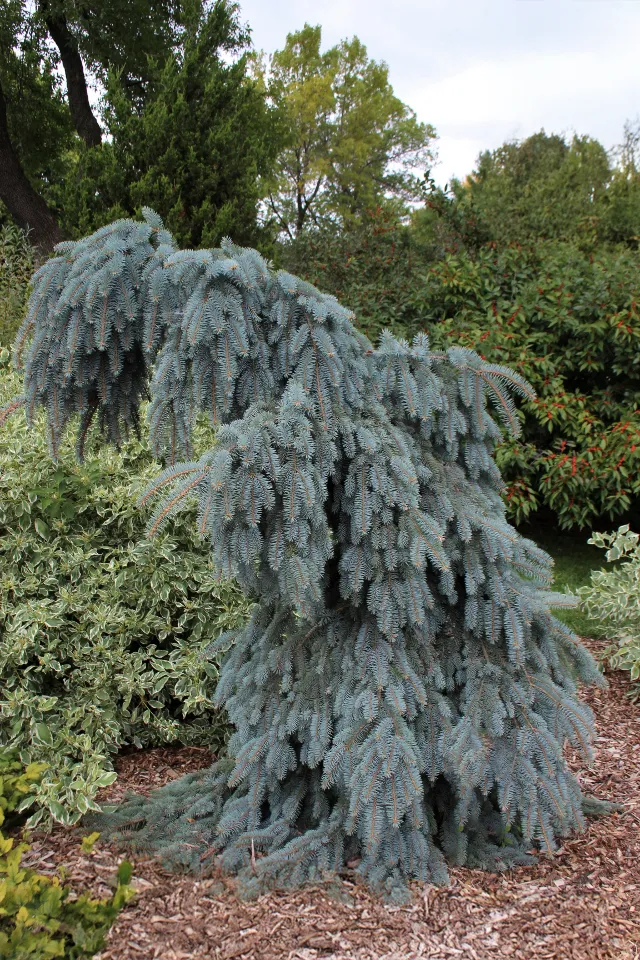 Picea pungens ‘Pendula’ — katalog fotoğrafı