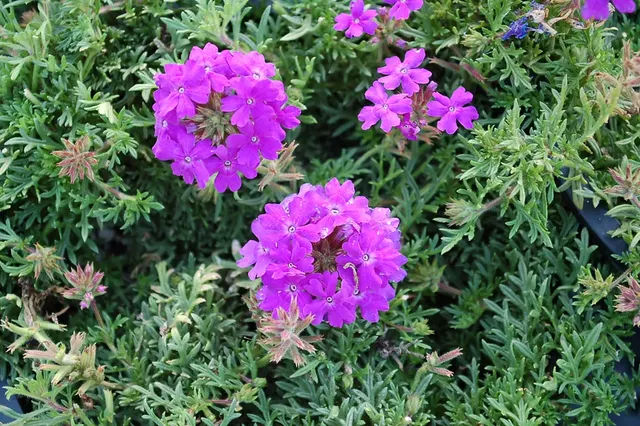 Verbena ‘Tapien Blue’ — katalog fotoğrafı