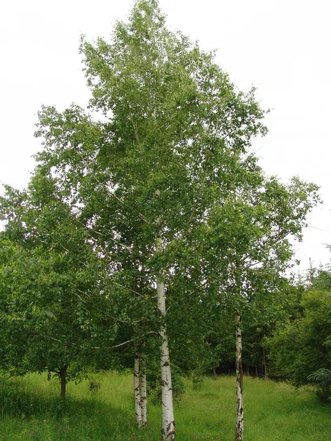 Betula alba — katalog fotoğrafı