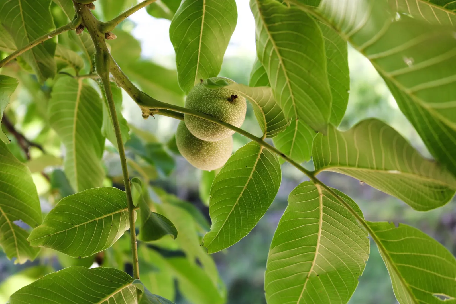 Juglans regia — katalog fotoğrafı