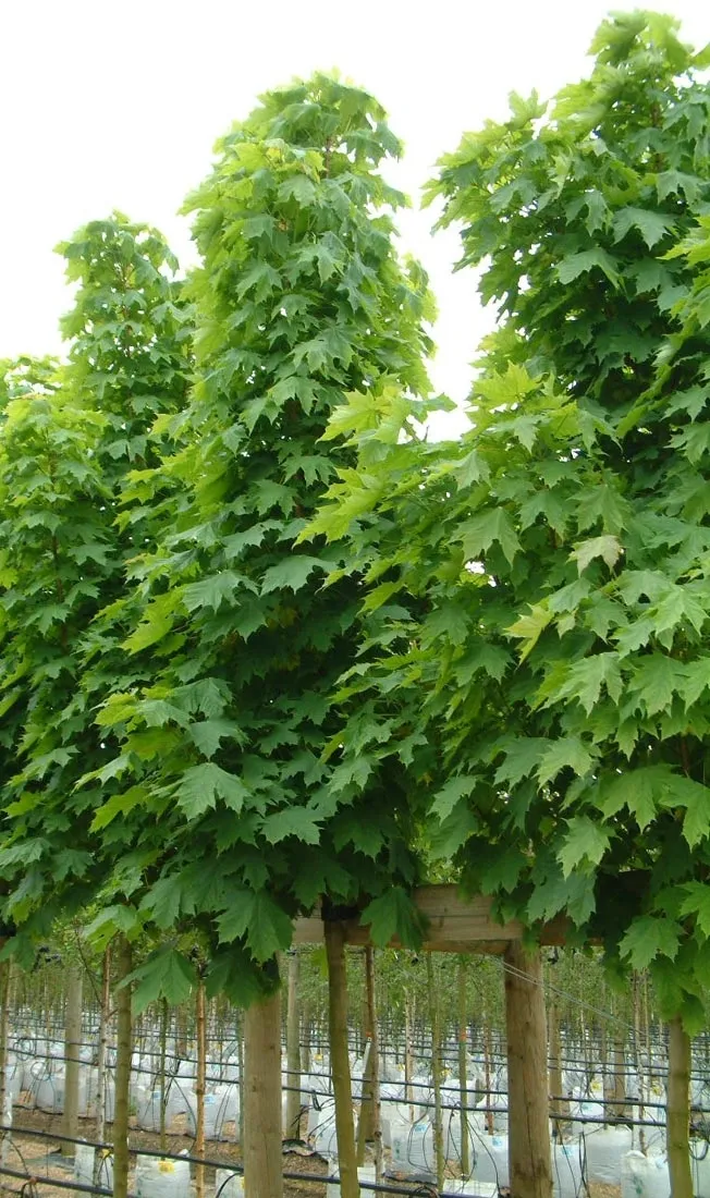 Acer platanoides ‘Columnare’ — katalog fotoğrafı