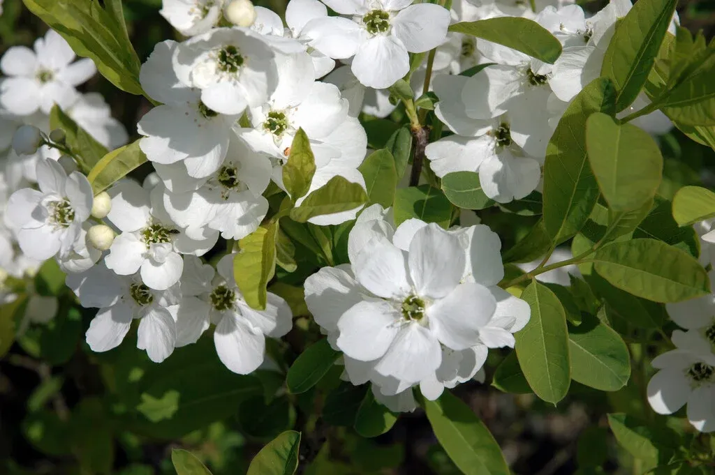 Exochorda racemosa — katalog fotoğrafı