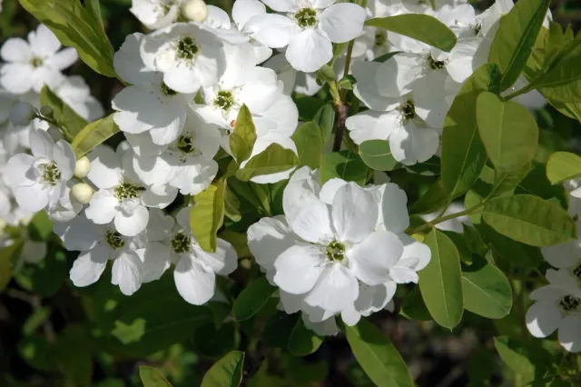 Exochorda racemosa — katalog fotoğrafı