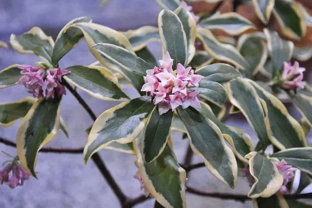 Daphne odora ‘Aureomarginata’ — katalog fotoğrafı