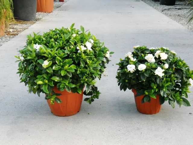 Gardenia grandiflora — katalog fotoğrafı