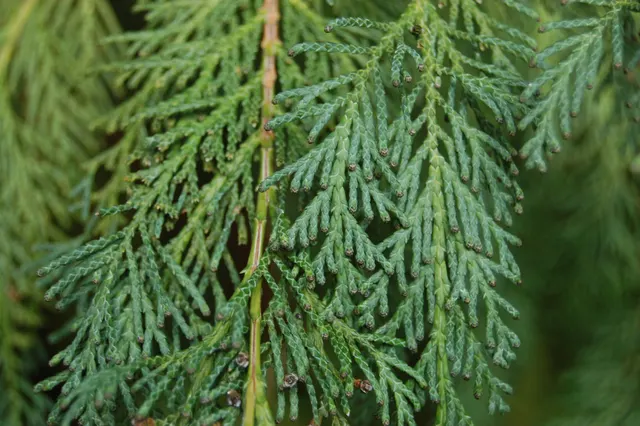 Chamaecyparis lawsoniana — katalog fotoğrafı