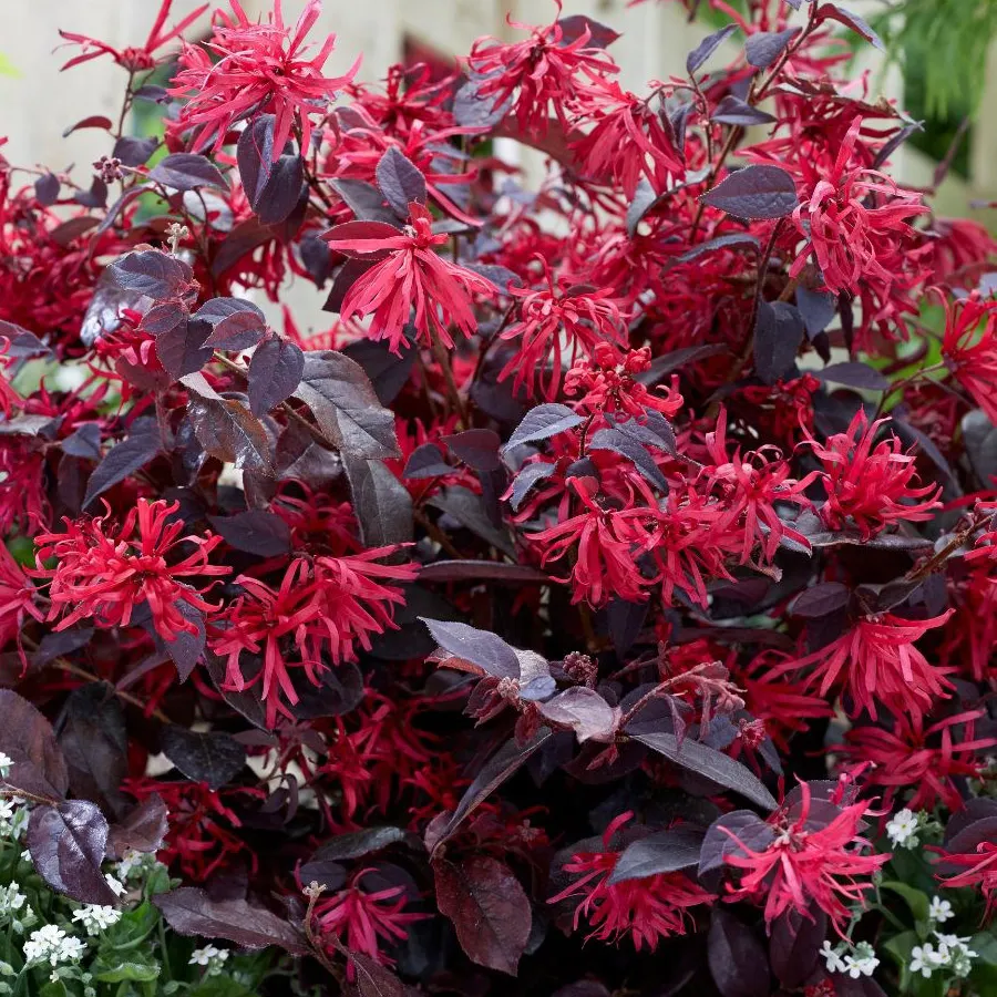 Loropetalum chinense ‘Black Pearl’ — katalog fotoğrafı