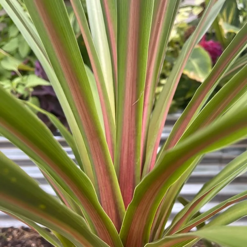 Cordyline australis ‘Peko’ — katalog fotoğrafı