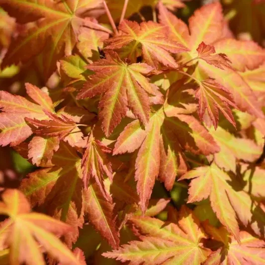 Acer palmatum ‘Orange Dream’ — katalog fotoğrafı