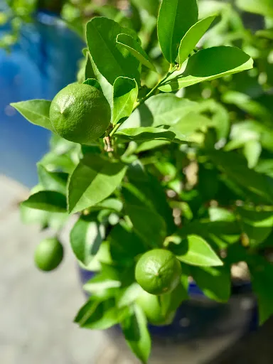 Citrus limon ‘Meyer’ — katalog fotoğrafı