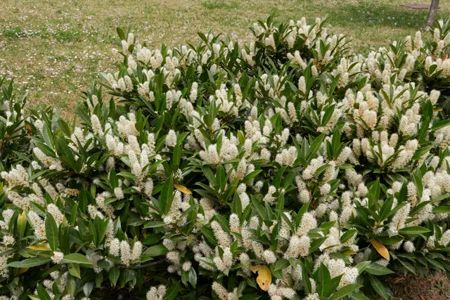 Prunus laurocerasus ‘Otto Luyken’ — katalog fotoğrafı