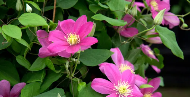Clematis sp. — katalog fotoğrafı