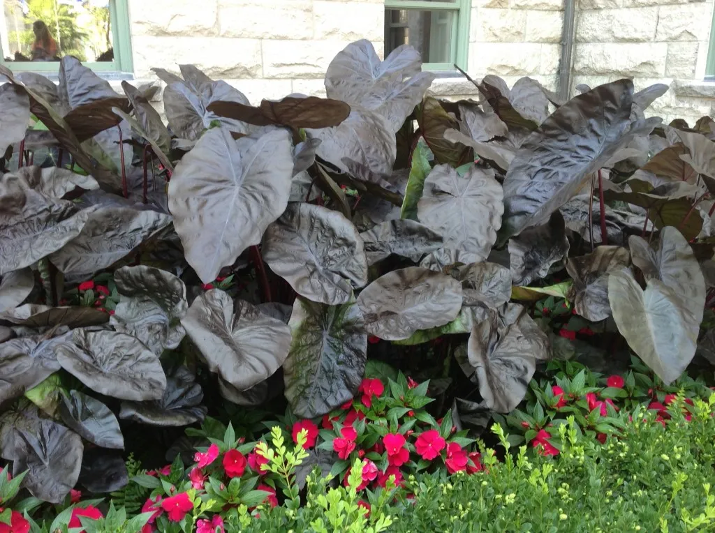 Colocasia esculenta ‘Black Sapphire Gecko’ — katalog fotoğrafı