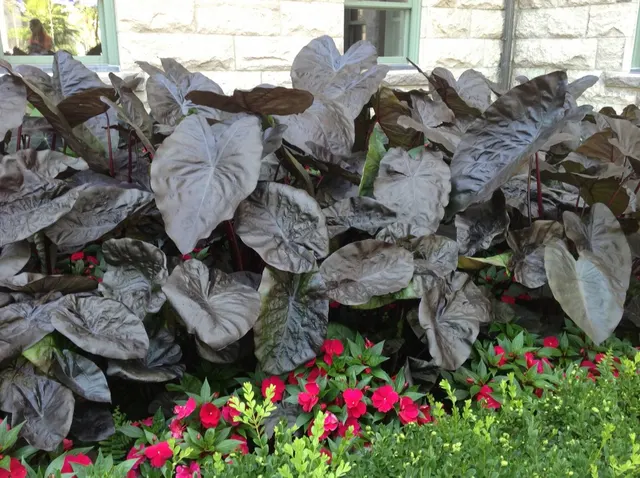 Colocasia esculenta ‘Black Sapphire Gecko’ — katalog fotoğrafı