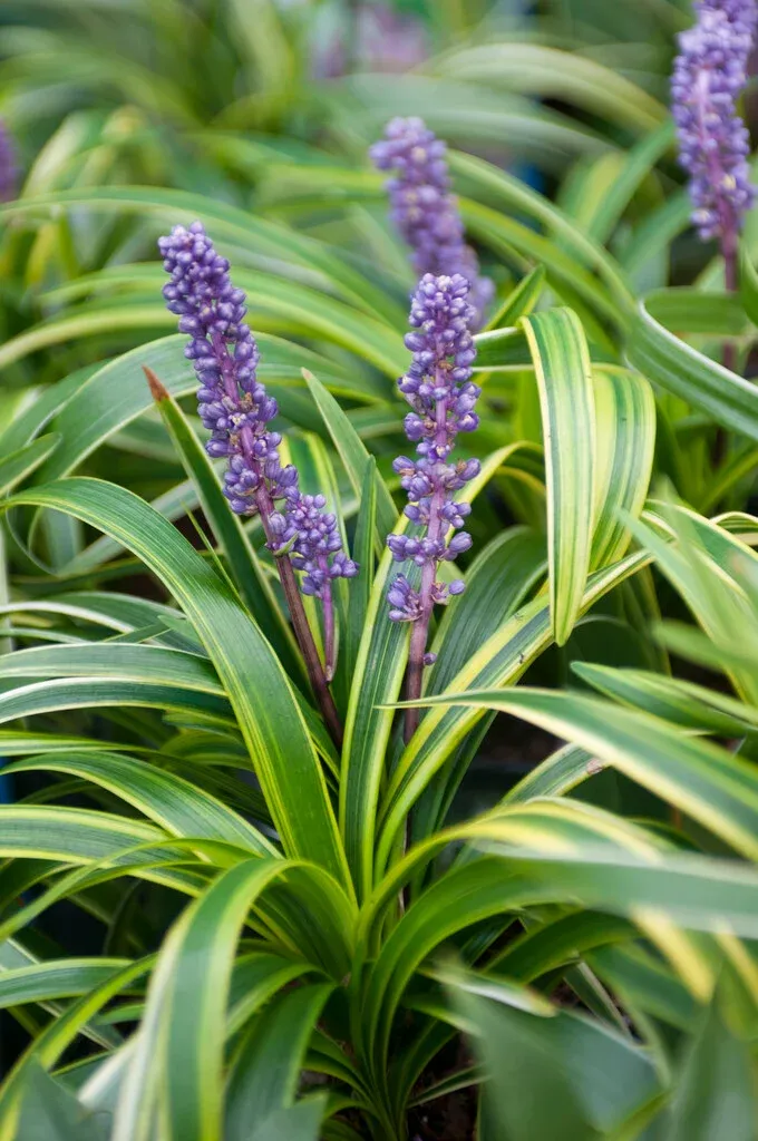 Liriope muscari ‘Variegata’ — katalog fotoğrafı
