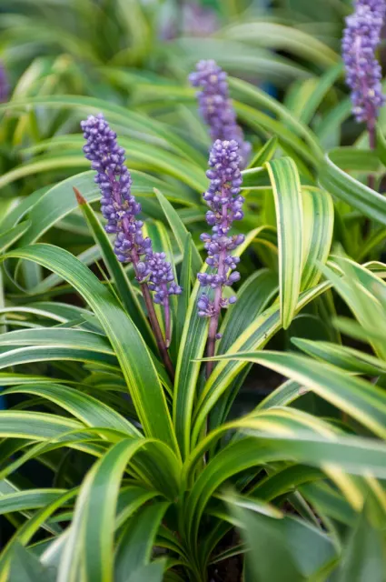 Liriope muscari ‘Variegata’ — katalog fotoğrafı