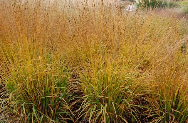 Molinia caerulea ‘Heidebraut’ — katalog fotoğrafı