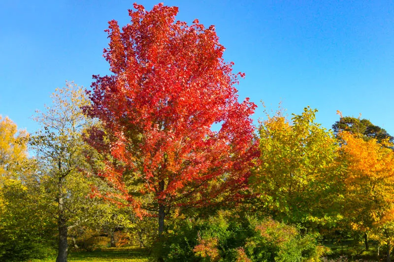 Acer × freemanii ‘Autumn Blaze’ (‘Jeffersred’) — katalog fotoğrafı