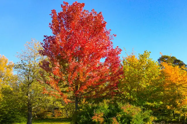 Acer × freemanii ‘Autumn Blaze’ (‘Jeffersred’) — katalog fotoğrafı