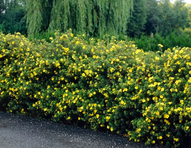 Potentilla fruticosa — katalog fotoğrafı
