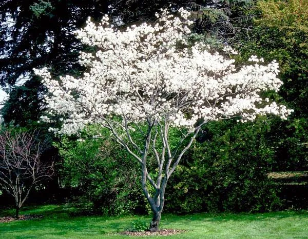 Amelanchier canadensis — katalog fotoğrafı