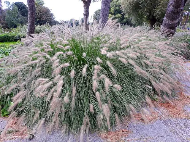 Pennisetum alopecuroides ‘Hameln’ — katalog fotoğrafı