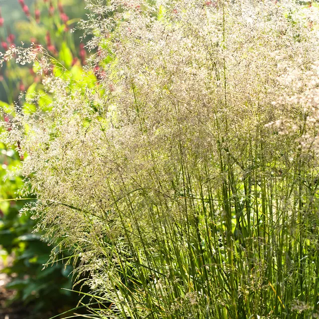 Deschampsia cespitosa ‘Tardiflora’ — katalog fotoğrafı