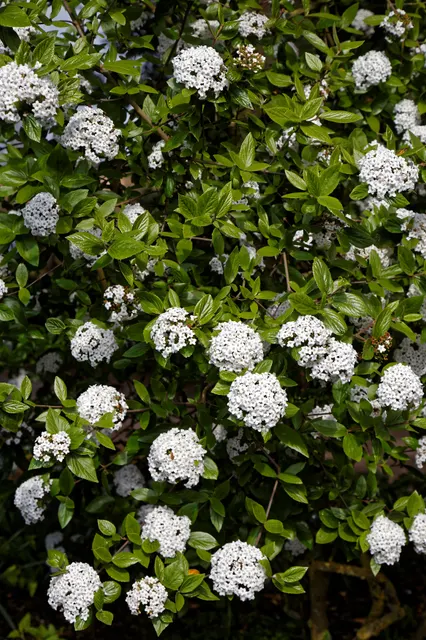 Viburnum × burkwoodii — katalog fotoğrafı